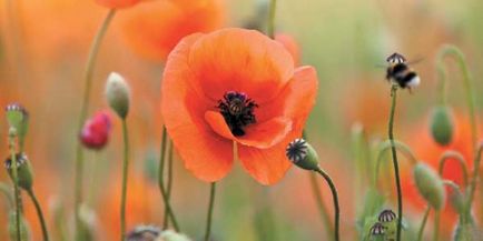 Papaver Nudicaule