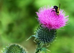 Thistle Méz - hasznos tulajdonságai