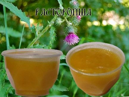 Méz bogáncs hasznos tulajdonságok, mint a bevétel (tulajdonságok) Méz bogáncs hasznos tulajdonságok, mint a bevétel