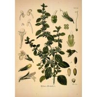Melissa officinalis hasznos tulajdonságok és ellenjavallatok, tea receptek, főzet, tinktúra (citromsav