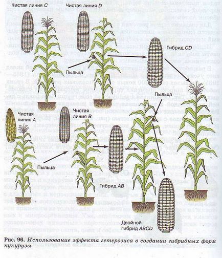 Методи селекції рослин