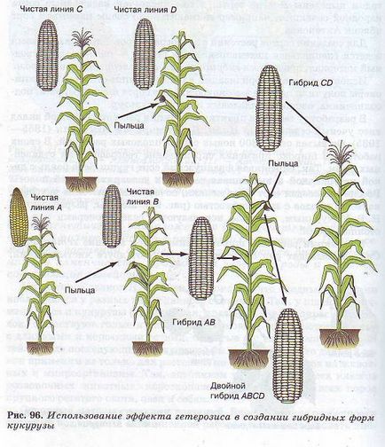 Metode de creștere a plantelor (selecție) Metode de creștere a plantelor