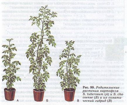 Metode de creștere a plantelor