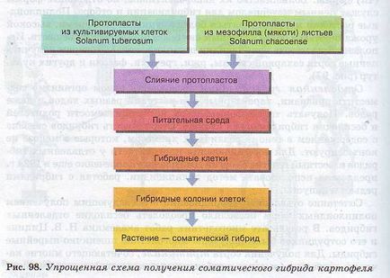 Metode de creștere a plantelor