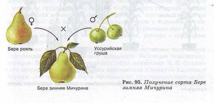 Metode de creștere a plantelor (hipermarketul de cunoștințe) Metode de creștere a plantelor