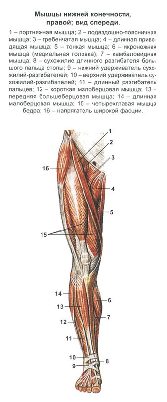 мускули на краката
