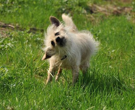 Moscova Dragon descrierea detaliată a rasei rare (fotografie și video)