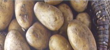 Чи можна їсти картоплю з зеленими плямами а пророслу медицина і здоров'я в світі