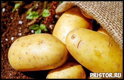 Este posibil să se mănânce cartofi încolțite de cartofi și sănătatea umană