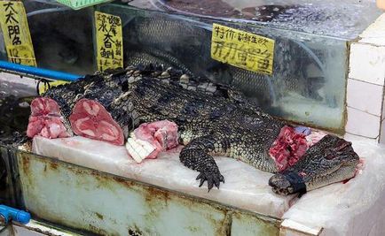 Crocodilul gust de carne, beneficii, caracteristici