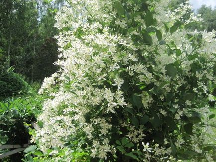 A legnépszerűbb Clematis ültetés és gondozás a nyílt terepen