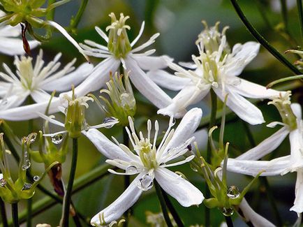 A legnépszerűbb Clematis ültetés és gondozás a nyílt terepen