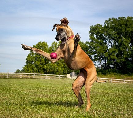 Great Dane kutyafajta leírás, fotó és videó anyagok a faj vélemények