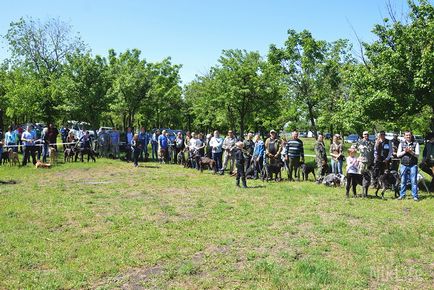 Миколаївська регіональна виставка мисливських собак