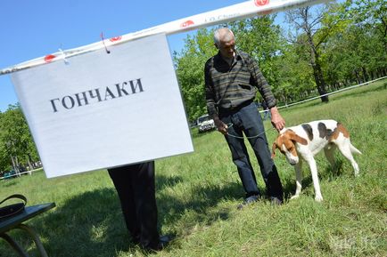 Миколаївська регіональна виставка мисливських собак