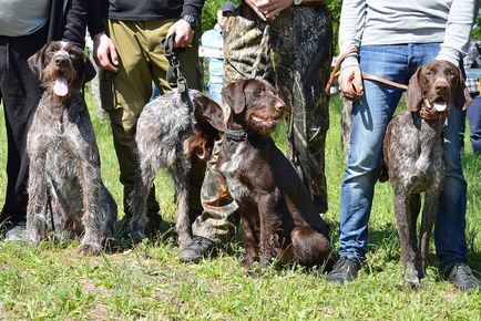 Миколаївська регіональна виставка мисливських собак