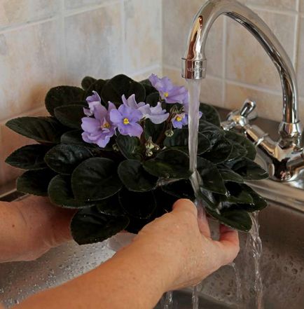 Чи потрібен фіалкам душ - як з листя фіалки прибрати пил - квітникарство