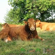 Огляд породи корів джерсі, їх опис, фото і відео