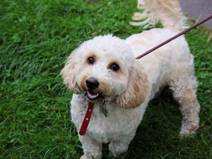 Descrieți o cruce între un pudel și un cocker spaniel (cockatoo)