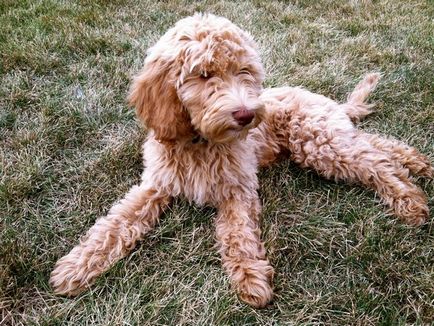 Descrieți o cruce între un pudel și un cocker spaniel (cockatoo)