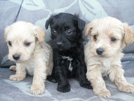 Descrieți o cruce între un pudel și un cocker spaniel (cockatoo)