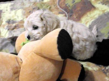 Descrieți o cruce între un pudel și un cocker spaniel (cockatoo)