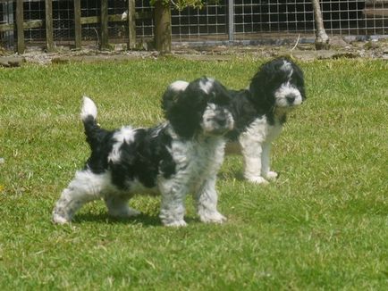 Descrieți o cruce între un pudel și un cocker spaniel (cockatoo)