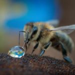Органи дихання бджоли