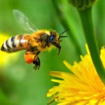 Légzőszervi méh