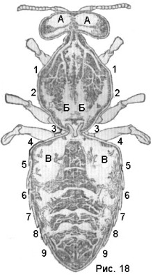 Légzőszervi méh - méhészeti útmutató (Respiratory méhek) Légzőszervi méh - referencia méhészeti