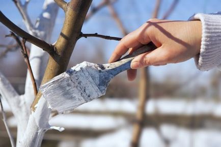 Toamna hrănire a copacilor decât atunci când să se fertilizeze