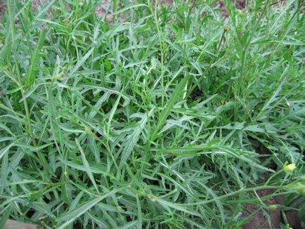 Caracteristici de plantare și cultivare de salată verde