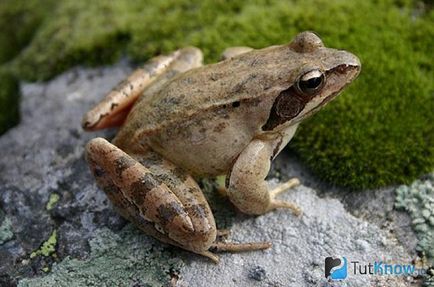 Остромордая жаба опис і поведінку