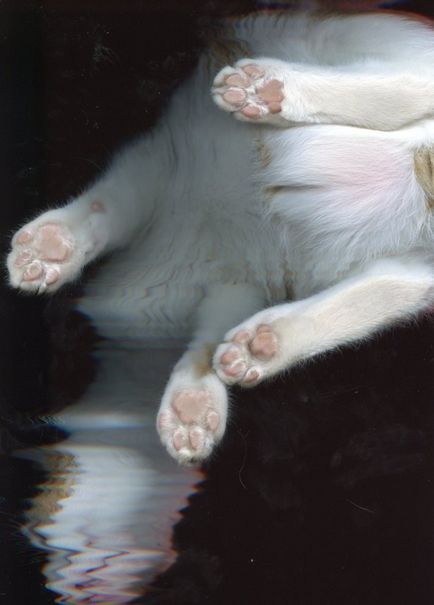 A beolvasott macskák - hírek képekben (cat) A beolvasott macskák - hírek képekben