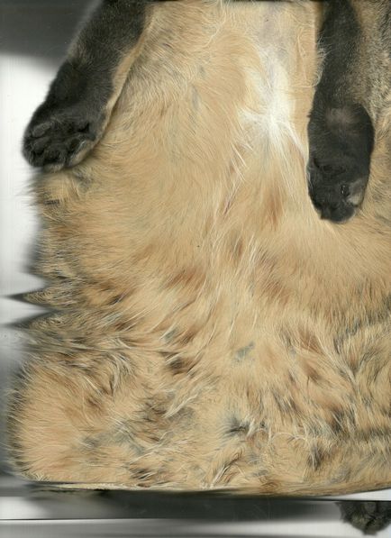 A beolvasott macskák - hírek képekben (cat) A beolvasott macskák - hírek képekben