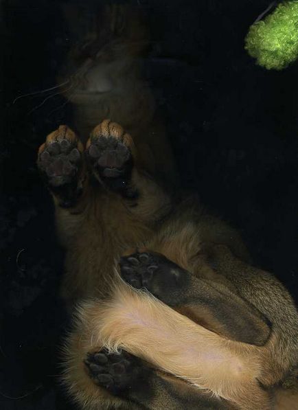 A beolvasott macskák - hírek képekben (cat) A beolvasott macskák - hírek képekben