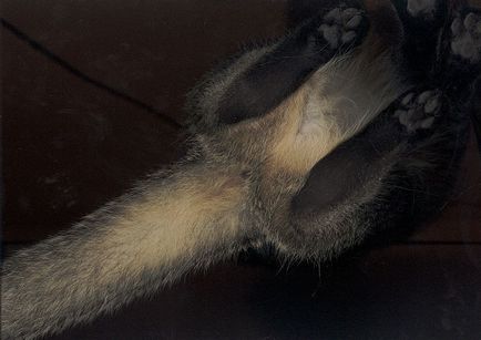 A beolvasott macskák - hírek képekben (cat) A beolvasott macskák - hírek képekben