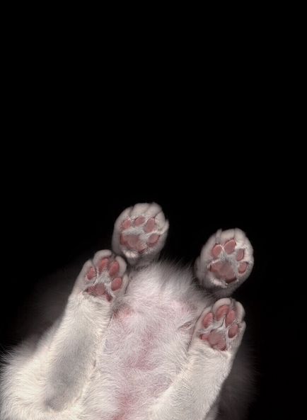 A beolvasott macskák - hírek képekben (cat) A beolvasott macskák - hírek képekben