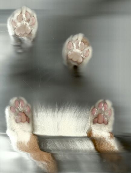 Scanned pisici - știri în fotografii