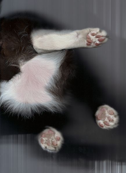 Scanned pisici - știri în fotografii