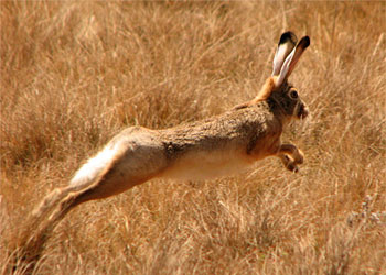 Полювання на зайця, як полювати на зайців