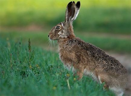 Полювання на зайця, як полювати на зайців