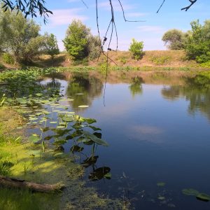 Lacul lotus din regiunea Volgograd