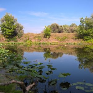 Lacul lotus din regiunea Volgograd