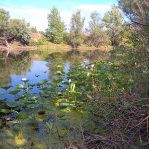 Lacul lotus din regiunea Volgograd