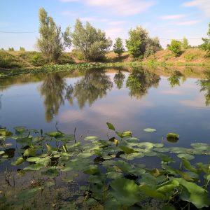 Lacul lotus din regiunea Volgograd