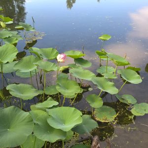 Lacul lotus din regiunea Volgograd