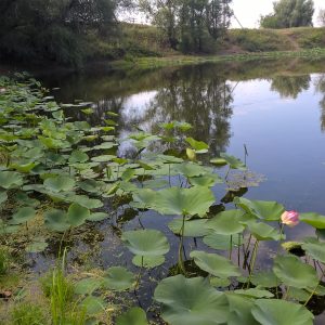 Lacul lotus din regiunea Volgograd