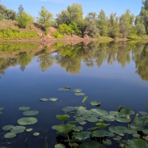 Озеро лотосів в волгоградської області