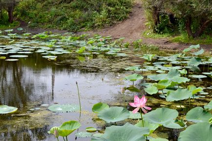 Lotus Lake în regiunea Volgograd 1